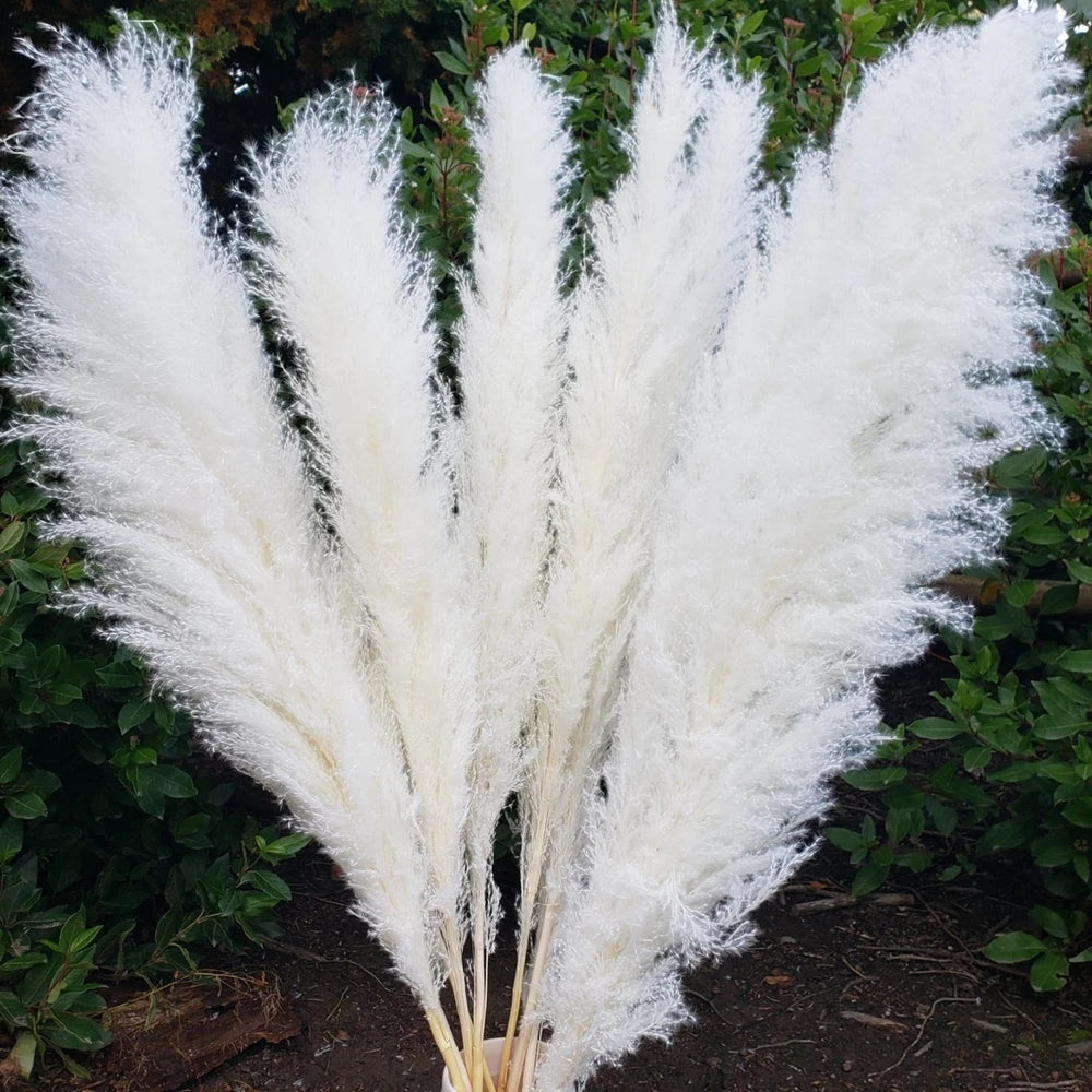 Large Pampas Grass Home Boho Decor Floral Decoration Dried Flowers.