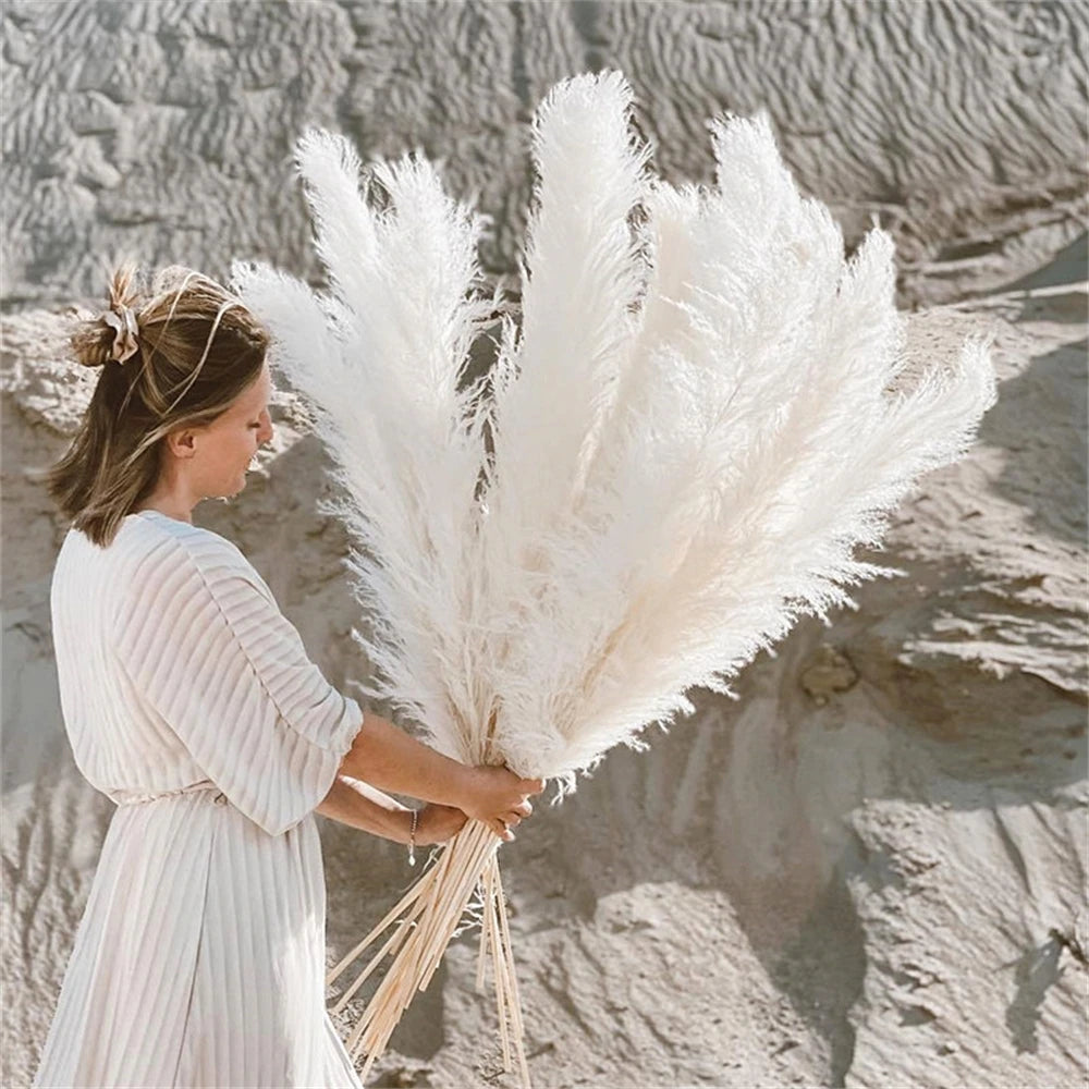 Large Plume,Dried Fluffy Pampas Grass,110 - 120cm