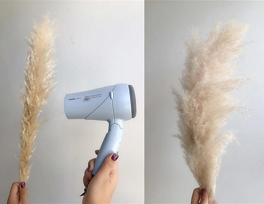 Large Plume,Dried Fluffy Pampas Grass,110 - 120cm