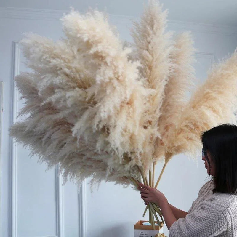Large Plume,Dried Fluffy Pampas Grass,110 - 120cm
