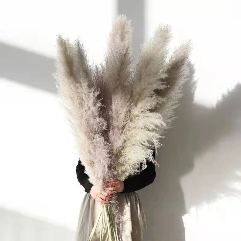 Large Plume,Dried Fluffy Pampas Grass,110 - 120cm