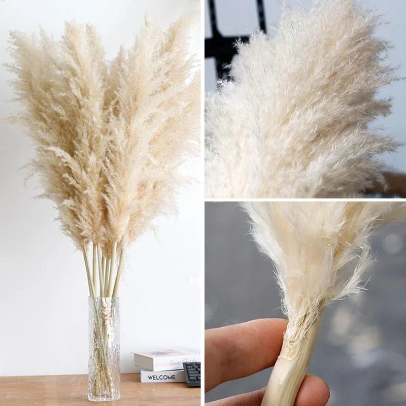 Large Plume,Dried Fluffy Pampas Grass,110 - 120cm