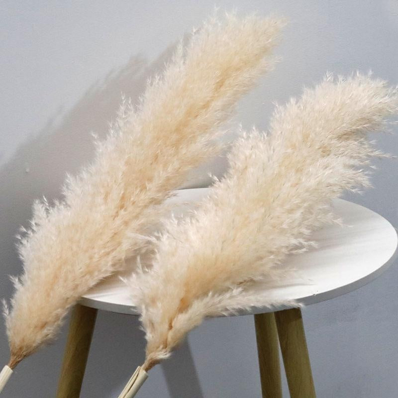 Large Plume,Dried Fluffy Pampas Grass,110 - 120cm