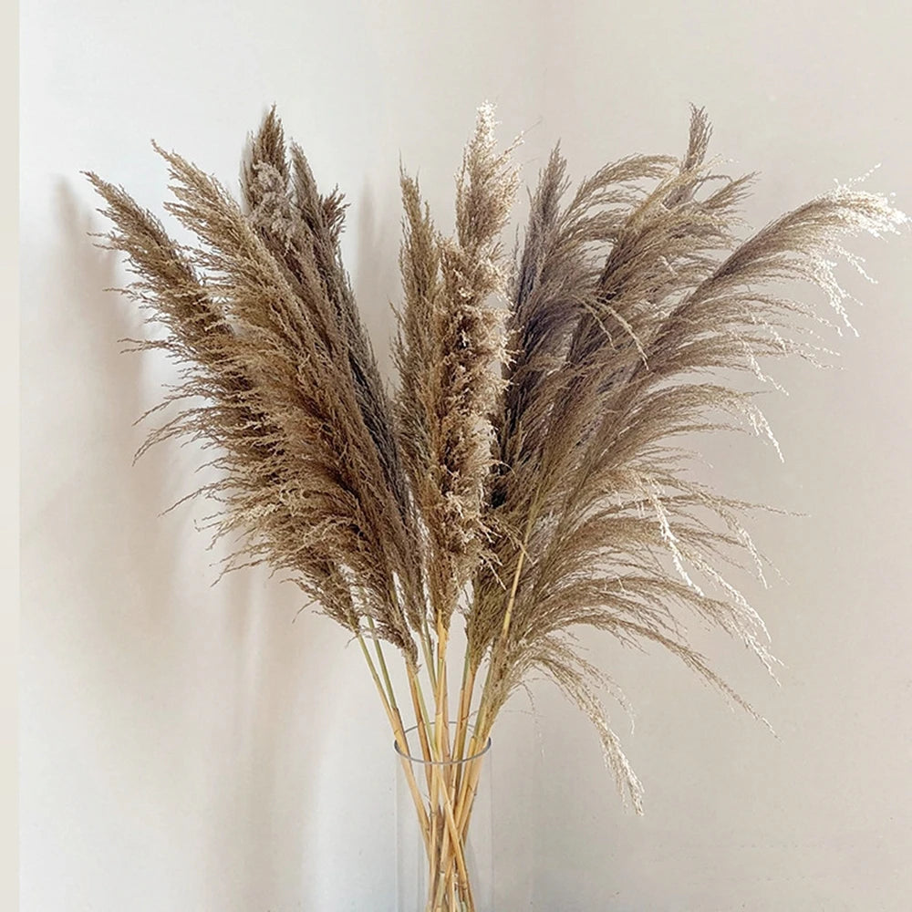 Large Plume,Dried Fluffy Pampas Grass,110 - 120cm