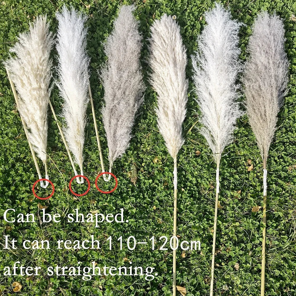 Large Plume,Dried Fluffy Pampas Grass,110 - 120cm