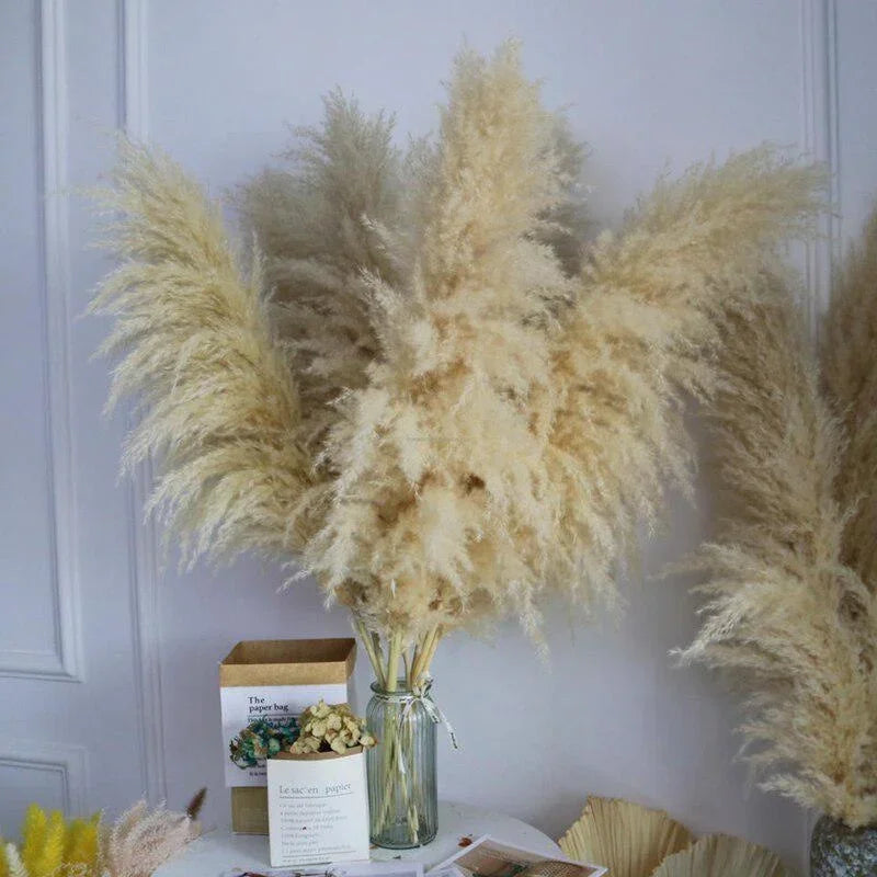 Large Plume,Dried Fluffy Pampas Grass,110 - 120cm
