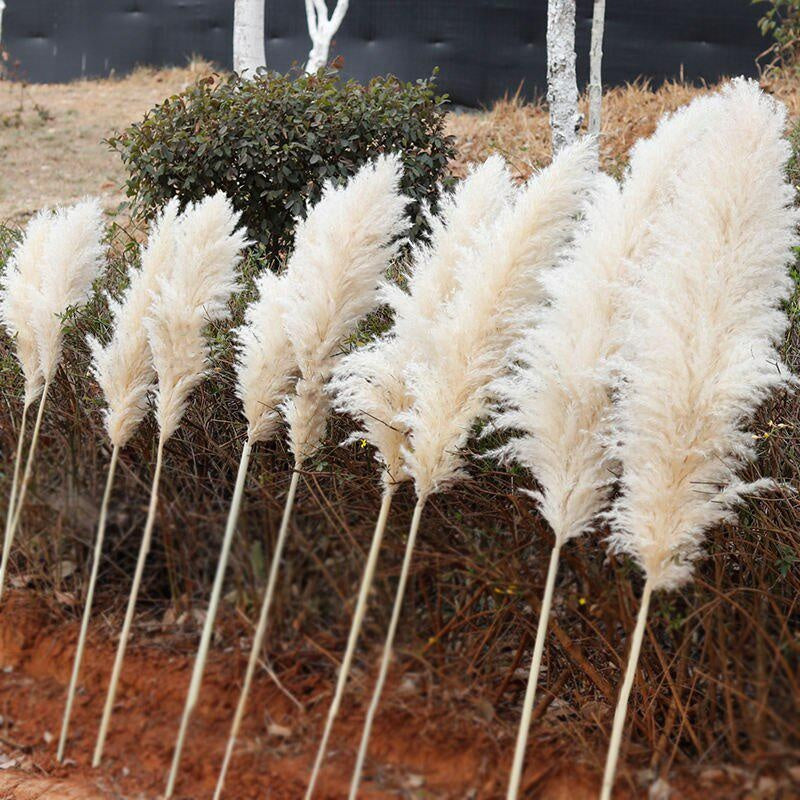 Large Plume,Dried Fluffy Pampas Grass,110 - 120cm