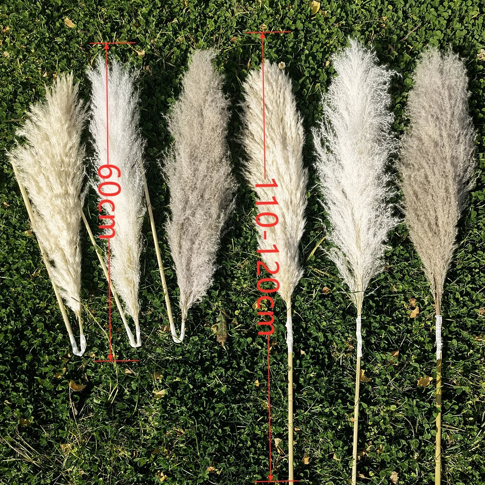 Large Plume,Dried Fluffy Pampas Grass,110 - 120cm