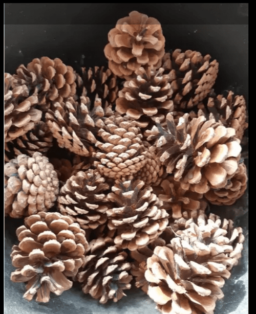 10 Pigne dell'Etna Medie Essiccate