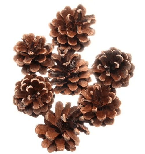 10 Pigne dell'Etna Medie Essiccate