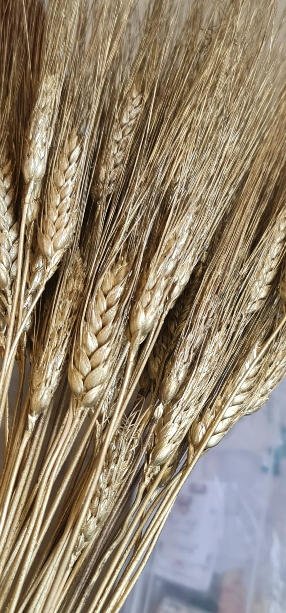 Spighe di Grano Dorate - Fiori Essiccati